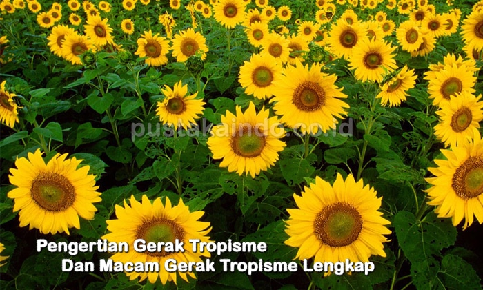 Pengertian Gerak Tropisme Dan Macam Gerak Tropisme Lengkap