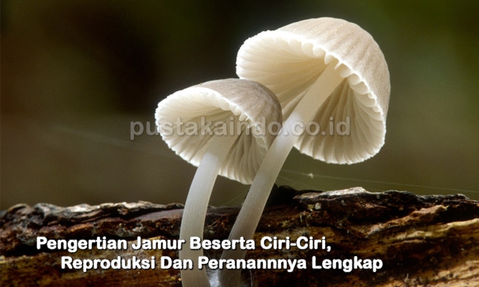 Pengertian Jamur Beserta Ciri-Ciri, Reproduksi Dan Peranannnya Lengkap