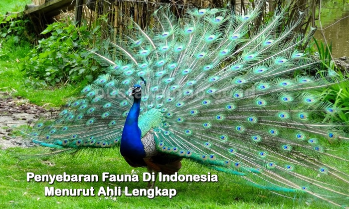 Penyebaran Fauna Di Indonesia Menurut Ahli Lengkap