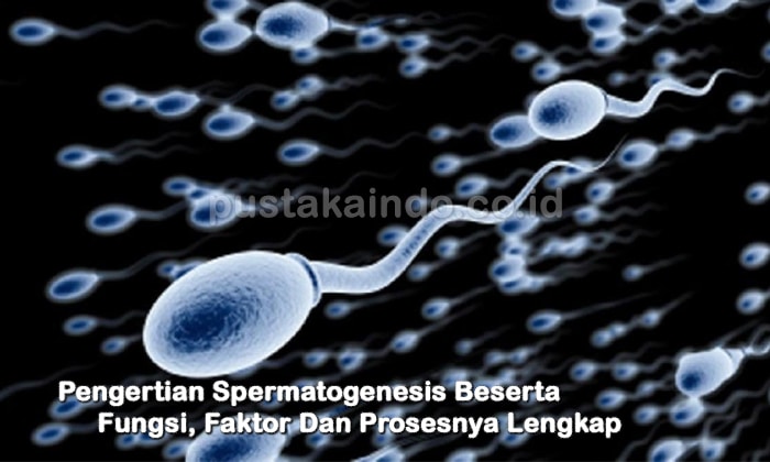 Pengertian Spermatogenesis Beserta Fungsi, Faktor Dan Prosesnya Lengkap