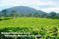 Manfaat Tumbuhan Untuk Kehidupan Manusia Terlengkap