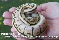 Pengertian Reptil Beserta Struktur, Fungsi Dan Cirinya Lengkap