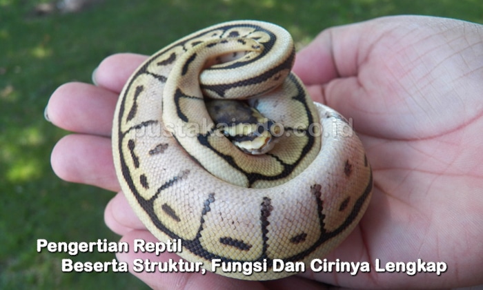 Pengertian Reptil Beserta Struktur, Fungsi Dan Cirinya Lengkap