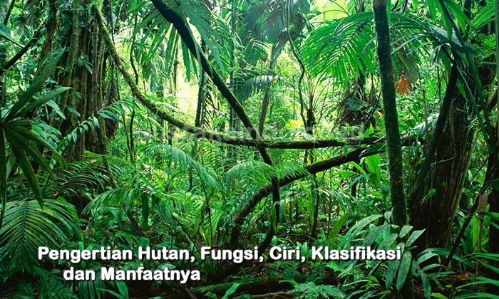 Pengertian Hutan, Fungsi, Ciri, Klasifikasi dan Manfaatnya