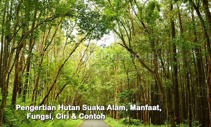 Pengertian Hutan Suaka Alam, Manfaat, Fungsi, Ciri & Contoh