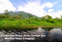 Pengertian Rawa, Jenis, Contoh dan Manfaat Rawa (Lengkap)