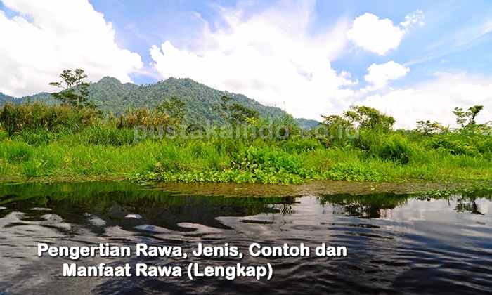 Pengertian Rawa, Jenis, Contoh dan Manfaat Rawa (Lengkap)