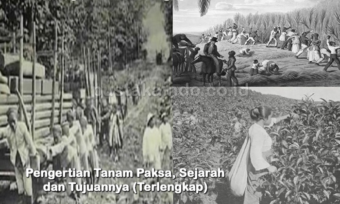 Pengertian Tanam Paksa, Sejarah dan Tujuannya (Terlengkap)