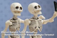 Bagian Rangka Tubuh Manusia Beserta Penjelasan Bagian Rangka Tersebut