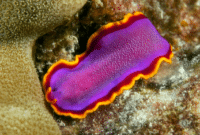 Cacing Pipih (Platyhelminthes)